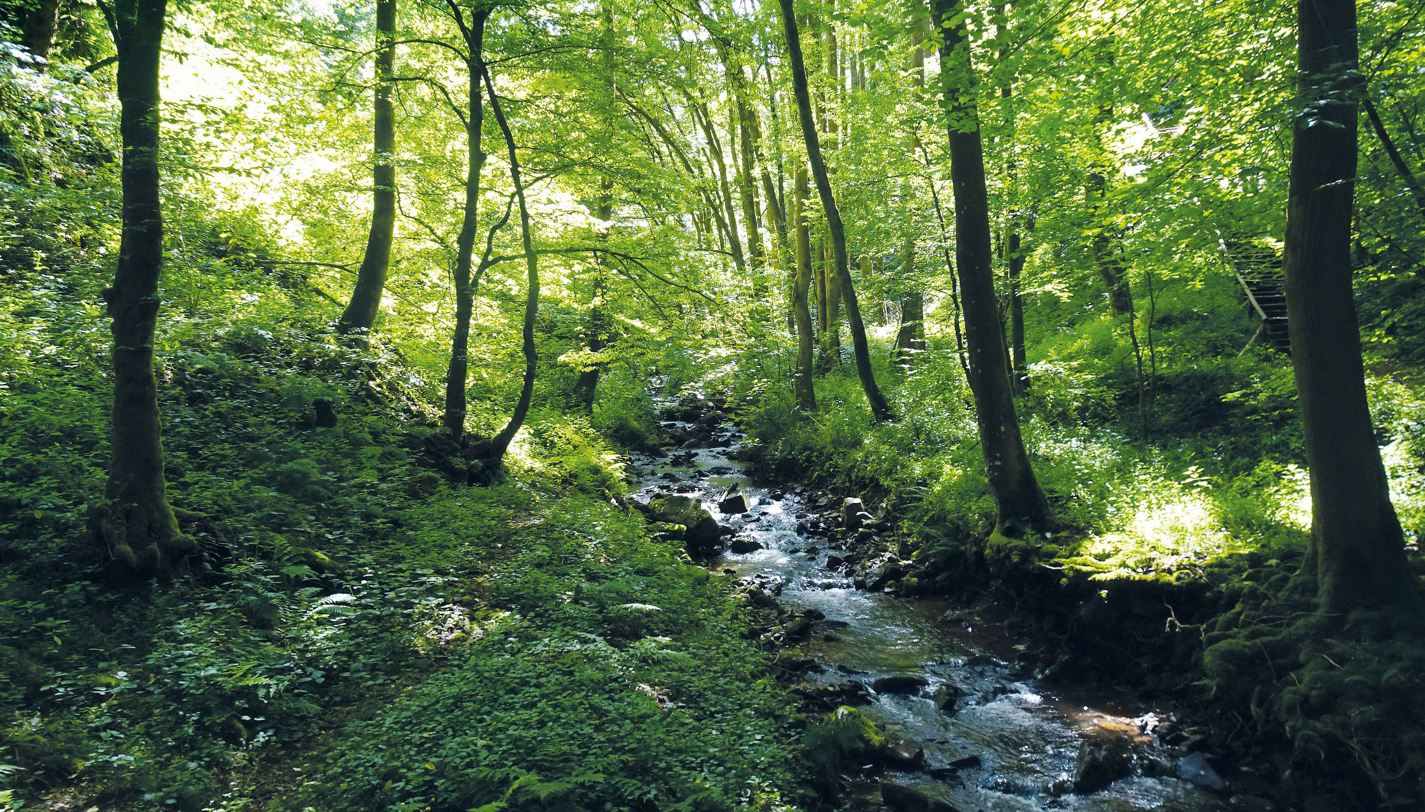 CAS Wald, Landschaft & Gesundheit